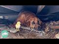 Gentle bloodhound steals chicken eggs to protect the babies  cuddle buddies