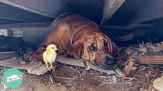Gentle Bloodhound Steals Chicken Eggs To Protect The Babies Cuddle Buddies
