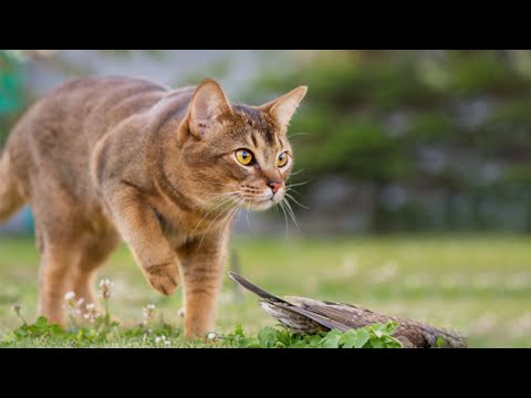 Video: Apakah kucing chausie hewan peliharaan yang baik?