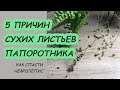 Желтеют и сохнут листья нефролеписа. Причины и правила ухода