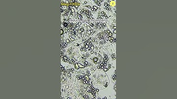 Avocado Under The Microscope #|short #microscope #underthemicroscope #avocado   TULO - Microscope