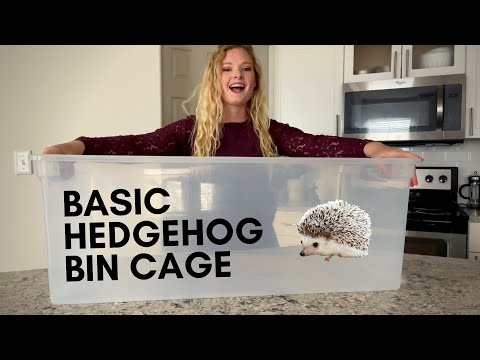 Video: Bostäder en Pet Hedgehog