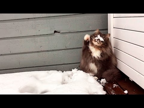 Propriétaire pense que son chat veut venir - Puis il regarde dehors et voit ce qui se passe réellement