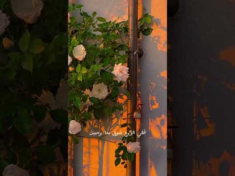 بقلبي مقامك طول المدى بدون موسيقى حزين عبر عراقي شعر عبر حكم