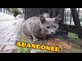 Abandoned Korat Breed Cat in The Street. の動画、YouTube動画。