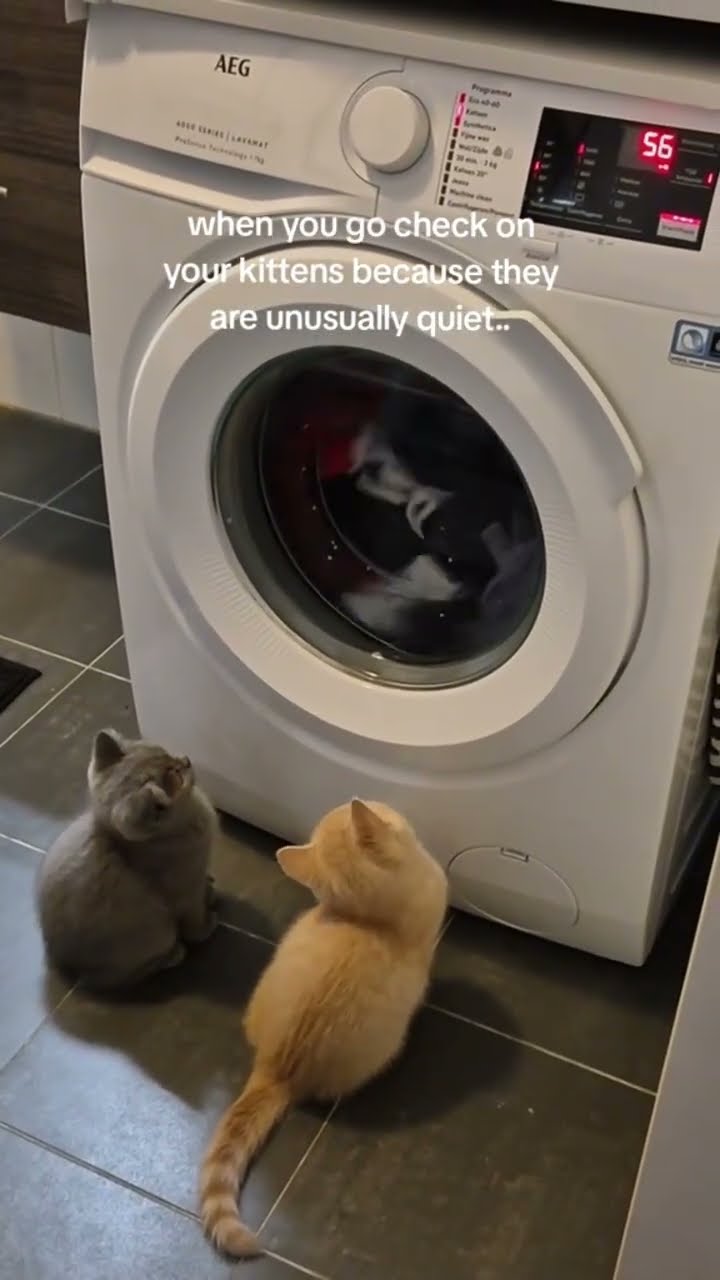 Kittyo like yeah you know what we doin