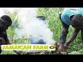 Jamaican farmlife volunteering