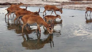 Kalmykia. The kingdom of the saiga. (English version)