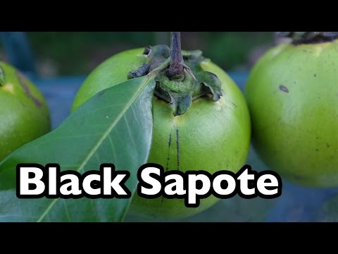 Black Sapote - The chocolate pudding tropical fruit