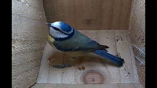 Day 3 visits - Blue Tit Bird Watching (cats are welcome :)