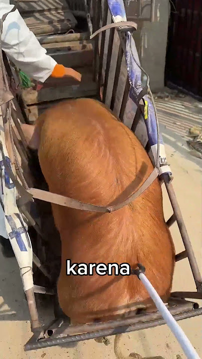 PRIA INI MEMINDAHKAN BABI DENGAN SETRUM!#shorts #viralvideo#pets