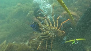 3kg Crayfish! - Torquay Diving