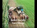 Lancaster County Amish Harvesting Corn For Sileage