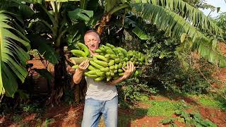 Bananenernte 05.06.21 Winterzeit, Hohenau Paraguay