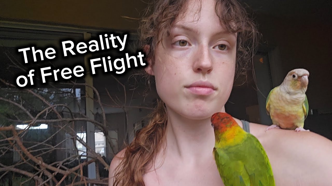 The Reality of Free-Flight