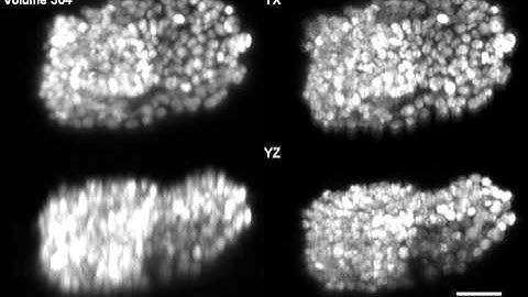 C. Elegans Embryo Development