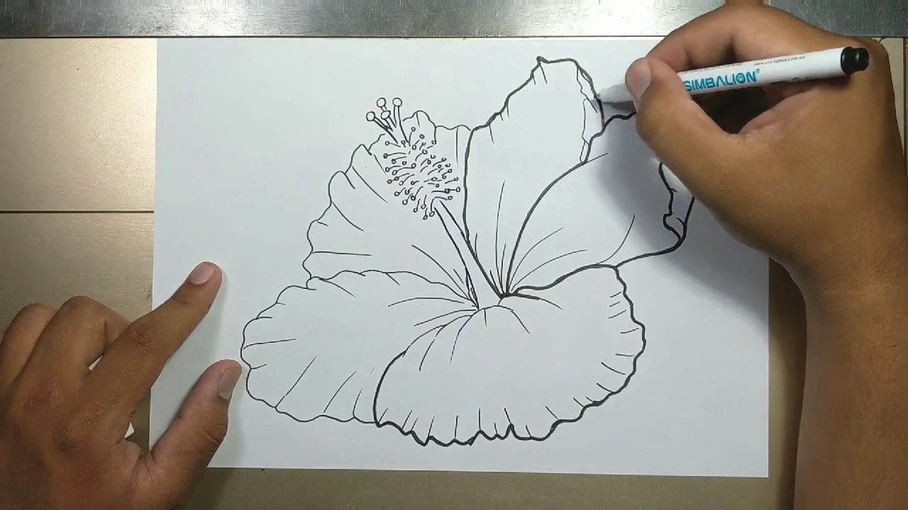 How to draw HIBISCUS FLOWER in 5 minutes - YouTube