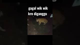 Kucing Gagal Wik Wik..