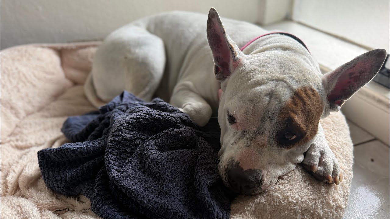 Kiwi boarding at my home for a week❤️🐕 we had a lot of fun 😊