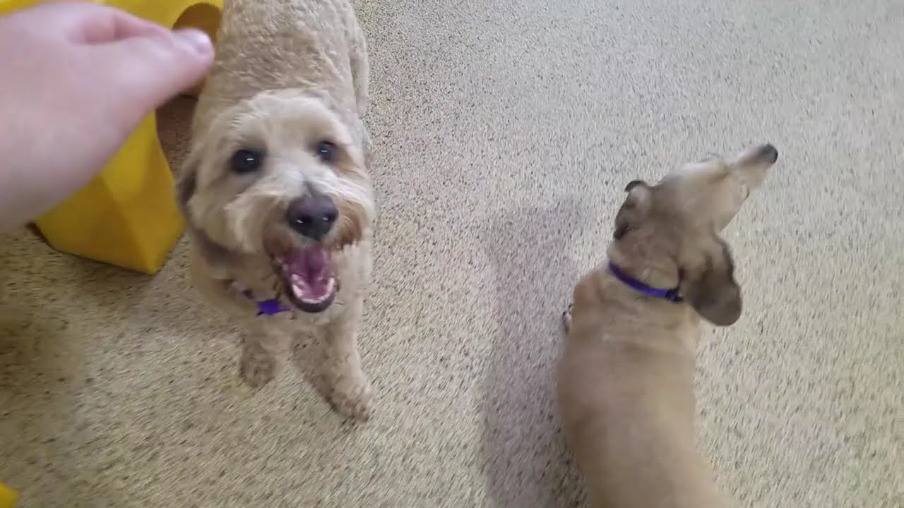 Playtime at Dogs On The Farm & Cats Too!
