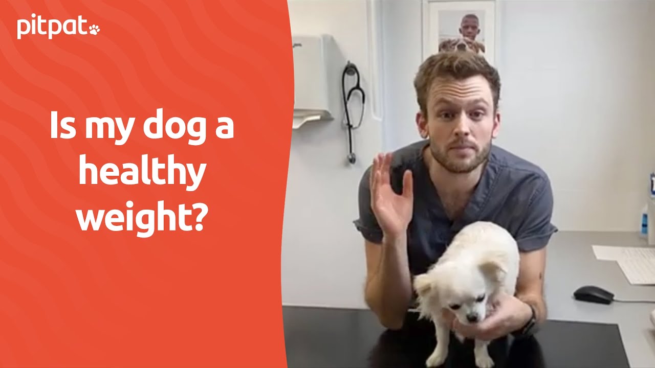 How to Determine Your Dog's Ideal Weight