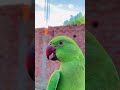 Mithhu talking parrot 🦜? Alexander parrot | Zamidarlife01 | #talkingparot #trending #viralvideo