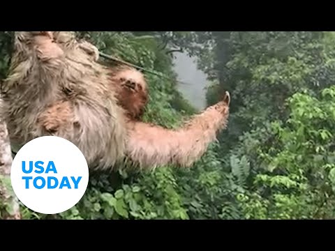 Sloth falls onto zip-line, halts ride through rainforest | USA TODAY