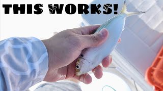 Live Bait produces BIG Snook with evening artificials