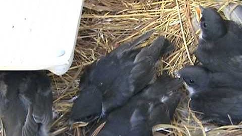 Tree Swallow Diary Part 12 - Ready to Fledge