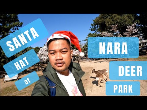 Solo Travel in Japan Day 6/6 : Nara Deer Park + Osaka Castle