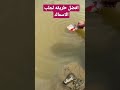 افضل طريقه لصيد الأسماك بمسحوق سحري Shorts Fish Fishing 