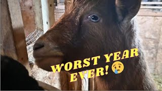 This Has Been Our Hardest Year With Our Goats