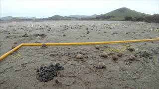 March of the Mudflats