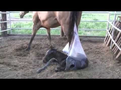 Video: Cum Naște Un Cal