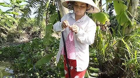 Đi Câu Ở Đằm lục Bình Bỏ Hoang Chúng mẽ Cá Rô Đồng