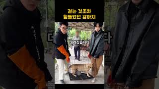 걷는 것조차 힘들었던 강아지 #댕댕이 #멍멍이