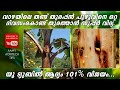 വാഴയിലെ തണ്ട് തുരപ്പൻ പുഴുവിനെ ഒറ്റ ദിവസം കൊണ്ട് തുരത്താം /Solution for Banana Pseudostem Weevil