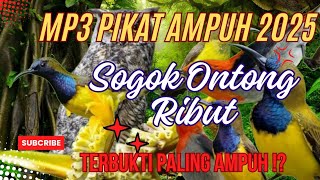 Download Lagu Suara Pikat Burung Sogok Ontong Ribut II Pikat SOGON Paling Ampuh II Suara Pikat SOGON Susah Turun. MP3 Download Lagu Suara Pikat Burung Sogok Ontong Ribut II Pikat SOGON Paling Ampuh II Suara Pikat SOGON Susah Turun. MP3