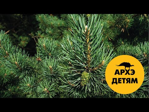 Елочка и не только | Александр Хабургаев (выпуск 45)
