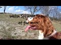 Welsh Springer Spaniel at the moor! の動画、YouTube動画。