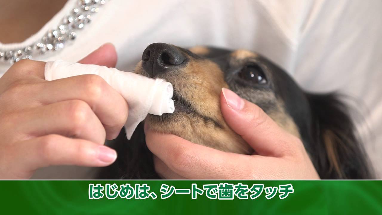 Petkiss 使い方ビデオ 5分10秒 ライオン 字幕付き動画 字幕でご覧になりたい方は字幕ボタンをクリックしてください Youtube