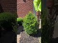 Gently pruning this boxwood #lawncare #asmr