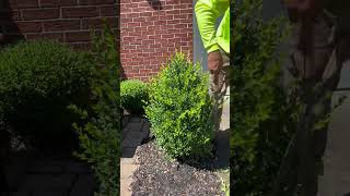 Gently pruning this boxwood #lawncare #asmr