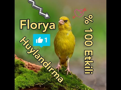 Florya Huylandırma🎖️%100 Etkili Kuşunuz Çıldıracak