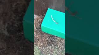 Earthdog Tunnel Practice