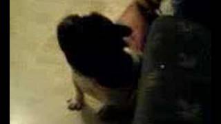 How French Bulldog Attacks To Camera..