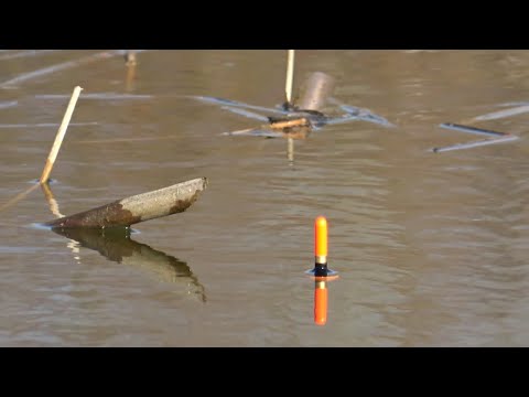 Видео: Рыбалка на поплавок. Сазан, карась, плотва, язь. Весна 2024.