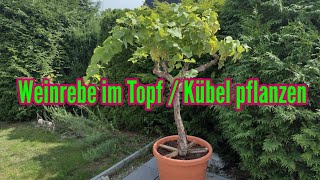 Planting grapevines in pots on a balcony or terrace; growing wine - YouTube