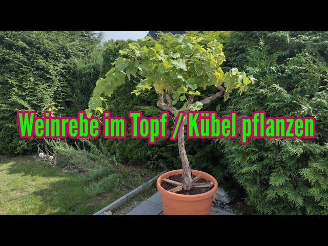 welchen dünger für himbeeren ProviPlant Beeren-Dünger: Für Himbeeren, Brombeeren, Blaubeeren, main image 1