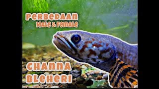 MEMBEDAKAN JENIS KELAMIN CHANNA BLEHERI #15